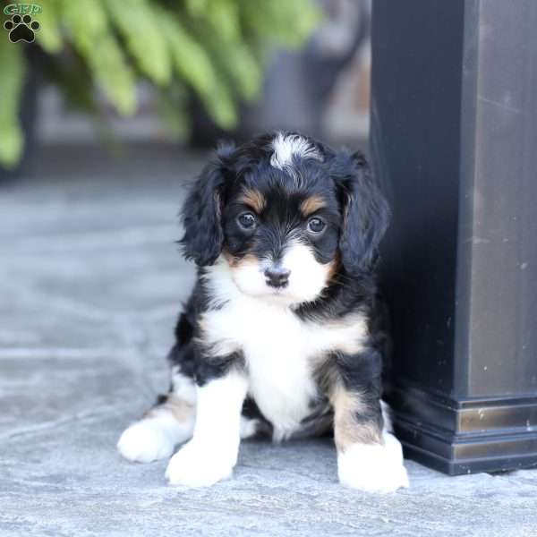 Skye, Cavapoo Puppy